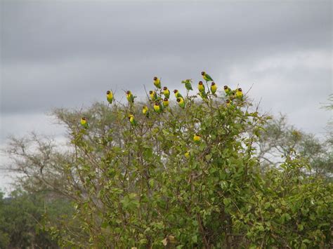 Serengeti Birds Free Photo Download | FreeImages