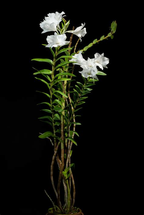 [Palawan, Philippines] Dendrobium parthenium Rchb.f., Gard… | Flickr