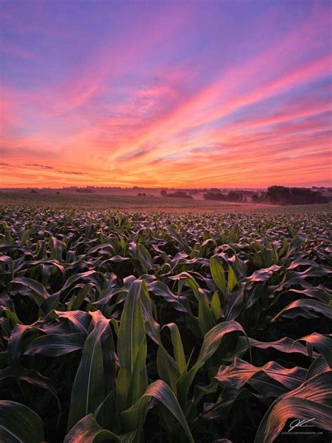 Iowa cornfields. Stunning. Photo by Josh Kaiser. 2017 | Sunrise, Scenic ...