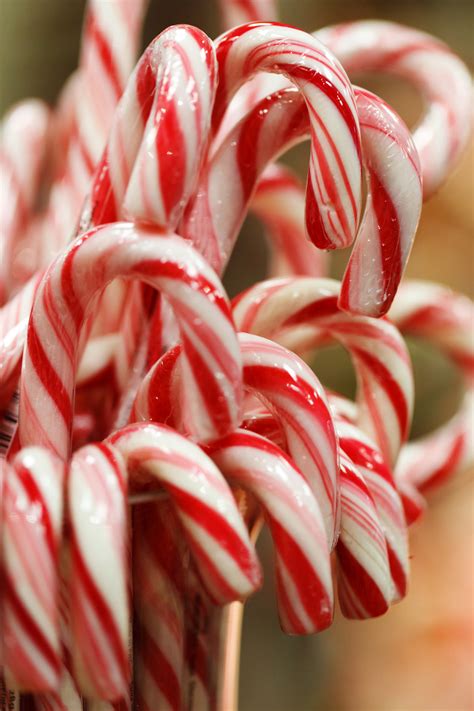 Christmas Candy Canes Free Stock Photo - Public Domain Pictures