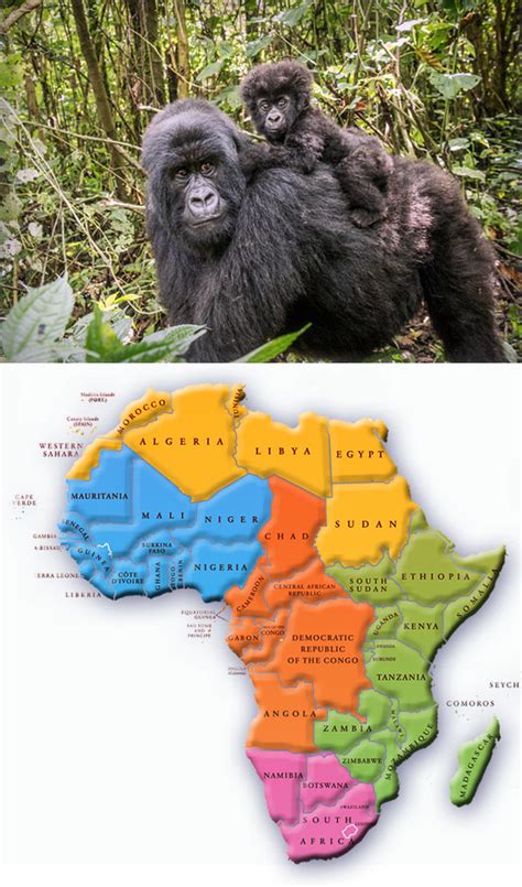 Western Lowland Gorilla Habitat Map