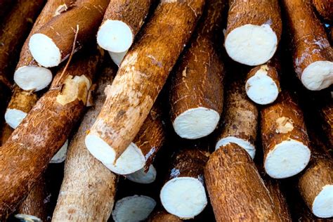 Comment préparer et conserver la racine de manioc