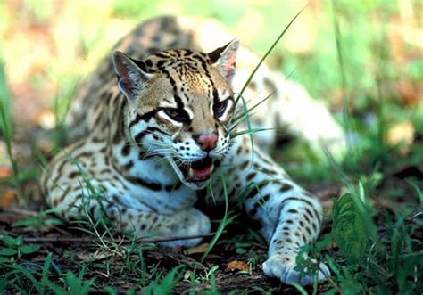 How Do Ocelots Reproduce