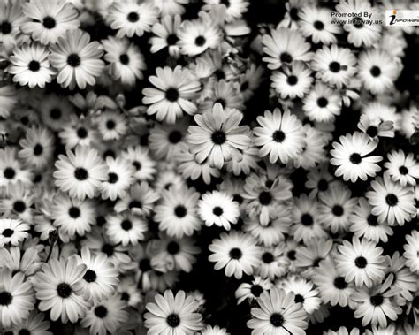 Free download Nature Flowers Black And White Flowers [1400x1050] for your Desktop, Mobile ...