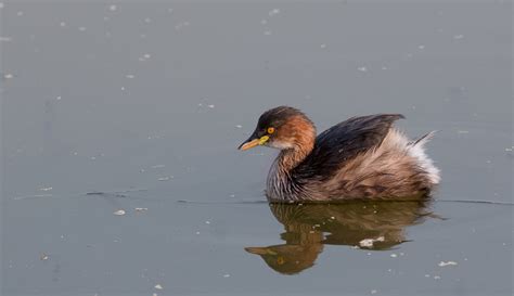 Little Grebe (Tachybaptus Ruficollis) - Identification, Habitat, Diet