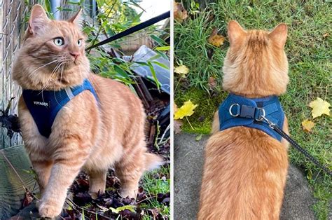 12 Best Cat Harnesses Of 2024