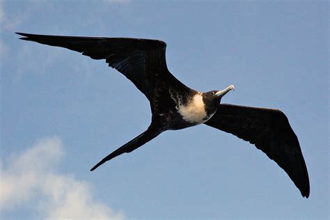 Frigatebirds - Animals of the Galapagos - Pictures and information