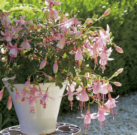 Growing Fuchsia in Pots | Plant Addicts