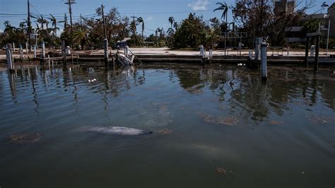 Multiple manatee deaths reported in southwest Florida after Hurricane ...