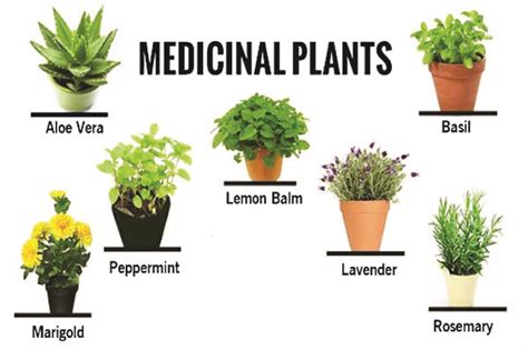 Growing plants for drugs, herbal medicine - The Nation News