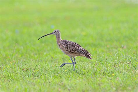 Eskimo curlew, a lost bird, deserves to be remembered