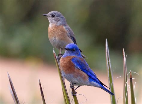 Western Bluebird | San Diego Bird Spot