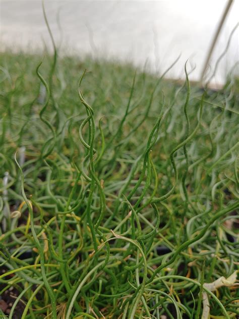 Juncus effusus 'Spiralis' Juncus 'Spiralis' from Plantworks Nursery