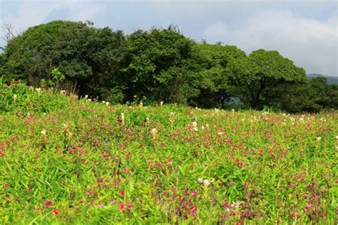 Kas Pathar Satara : When Maharashtra blooms