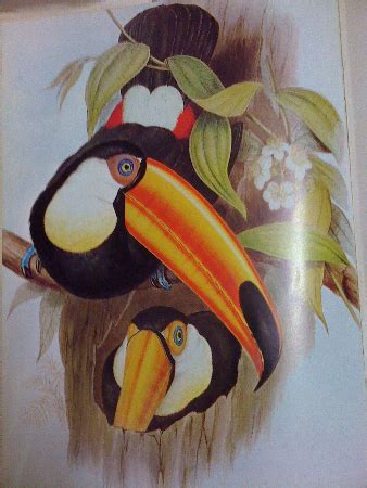 Toucan Bird Characteristics, Beak & Facts | Study.com