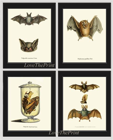 Bat Print Wall Art Set of 4 Prints Beautiful Antique Vintage ...