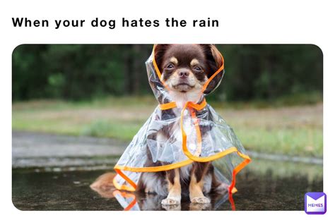 30 Memes Proving Your Dog Might Despise Rainy Weather More Than You Do - Animal Comedy - Animal ...