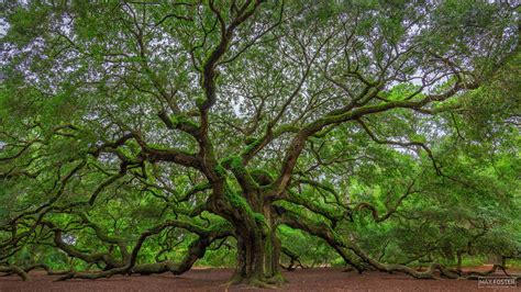 Angel Wings | Angel Oak | Johns Island, South Carolina | Max Foster ...