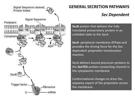 Secretion Systems of Bacteria