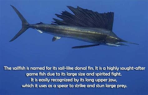 Fastest Fish in the World — Dazzling Sailfish