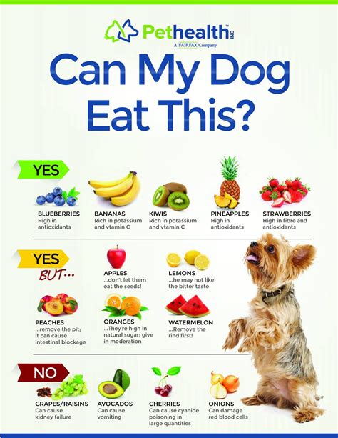 Are Bananas Good For Dogs With Kidney Disease