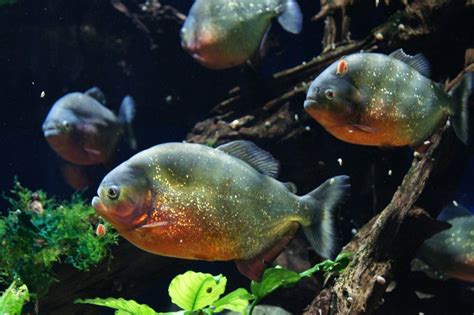 Piranha Fish Species Profile