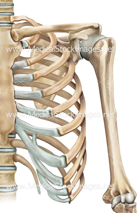 Rib Cage and Shoulder Anatomy Left Side – Medical Stock Images Company