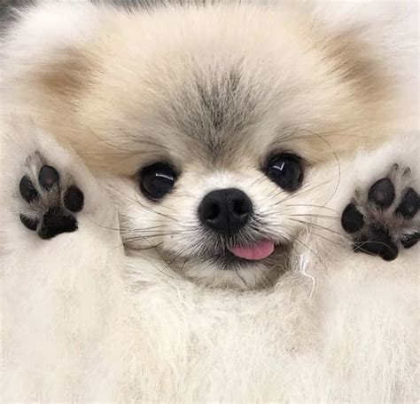 The cutest breed | Pomeranian puppy, Cute baby dogs, Cute baby animals