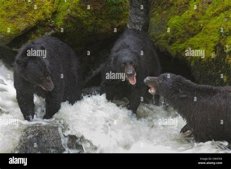 USA, Alaska, Tongass National Forest, Anan Wildlife Observatory, Black Bears Fighting Over Best ...