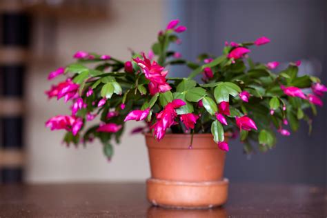 These are the 21 best plants for cold weather climates | HappySprout