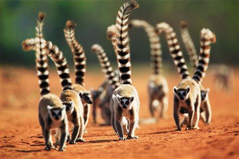 Weird Madagascar Animals