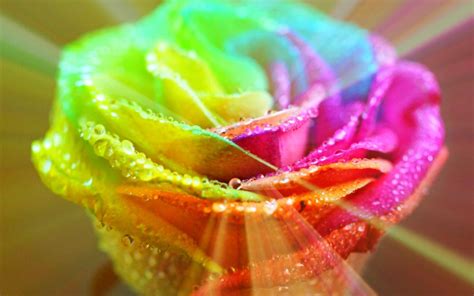 Rainbow Flowers Wallpapers - Wallpaper Cave