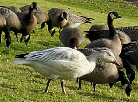 A white goose among the Canada Geese? - Help Me Identify a North American Bird - Whatbird Community