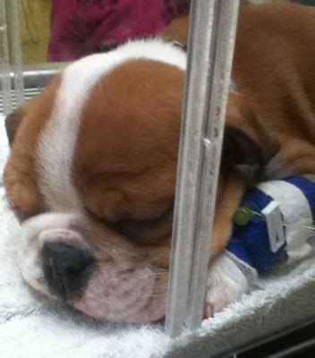 Puppy City - Pet Stores - Midwood - Brooklyn, NY - Yelp