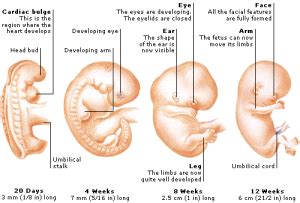 What are the stages of embryo (fetus) development? | Science online