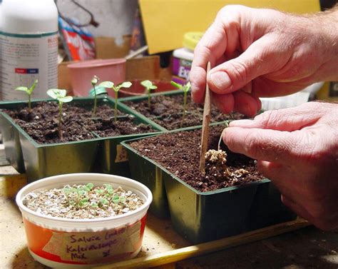 When can I start flower seeds indoors? - pennlive.com