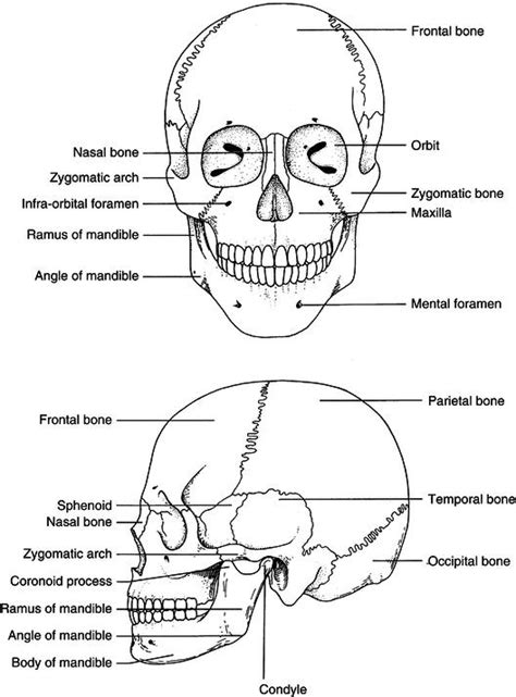 9 Head and Neck Anatomy and Physiology | Pocket Dentistry