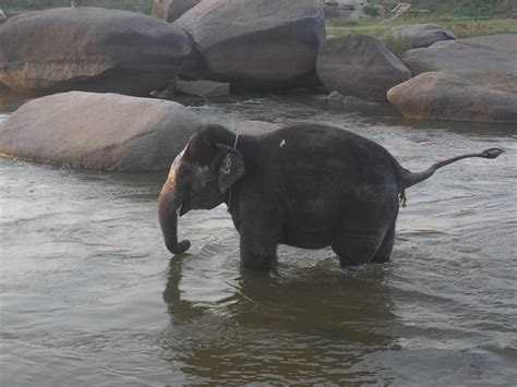 Bathing Elephant - India Travel Forum | IndiaMike.com