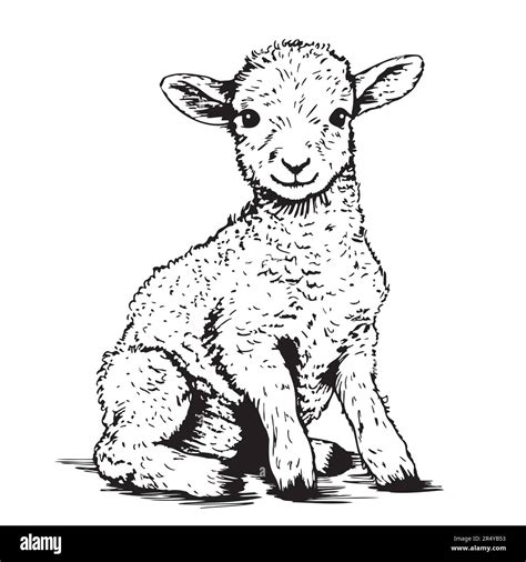 Seated lamb sketch, hand drawn in doodle style Farm animals Vector illustration Stock Vector ...