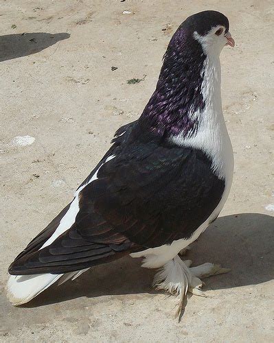 Lahore Pigeon ~ ENCYCLOPEDIA OF PIGEON BREEDS