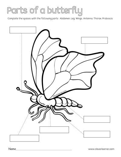 Label and color the parts of an butterfly preschool activity