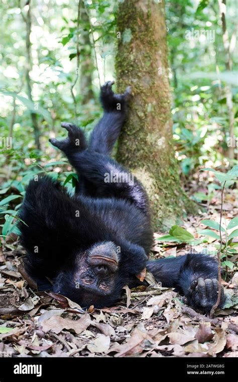 Chimpanzee feet hi-res stock photography and images - Alamy