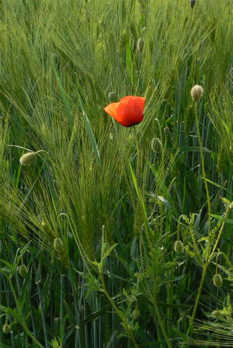 Free Images : nature, blossom, field, lawn, meadow, prairie, bloom, summer, green, agriculture ...