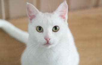White Cat Breeds List With Pictures | LoveToKnow Pets