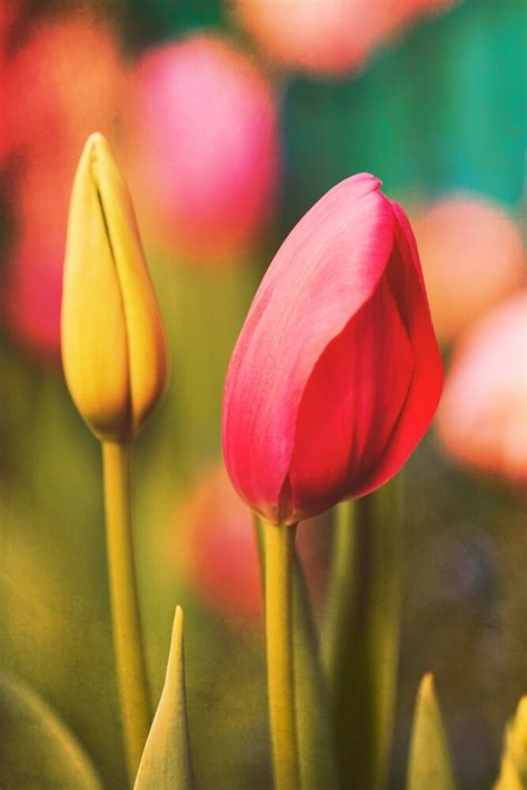 "Vintage Tulips: Colors of Spring" by Megan Campbell | Redbubble