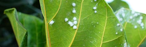 Woolly aphids – treatment and control | Love The Garden