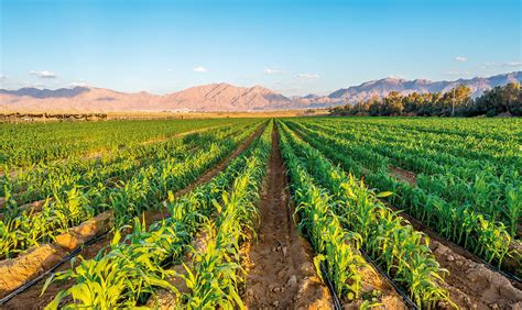 Oman sets path to greener tomorrow - Business Focus