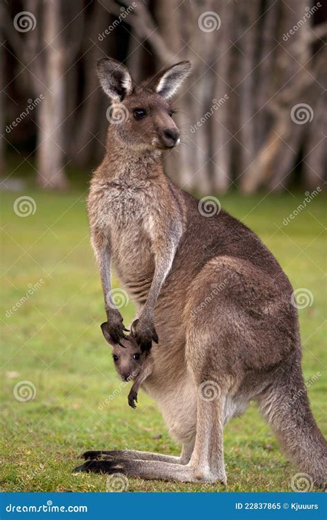 Kangaroo Mum with a Baby Joey in the Pouch Stock Image - Image of forest, sweet: 22837865