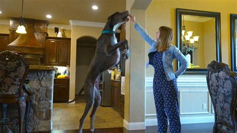 Dog record: Meet Zeus - the world's tallest dog - who may be on track ...