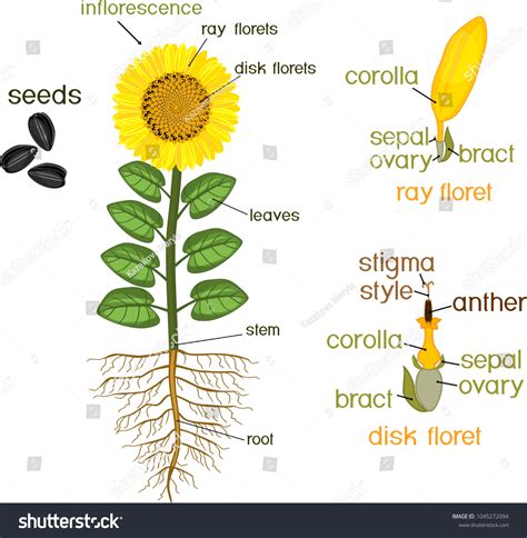 300 Sunflower diagram Images, Stock Photos & Vectors | Shutterstock